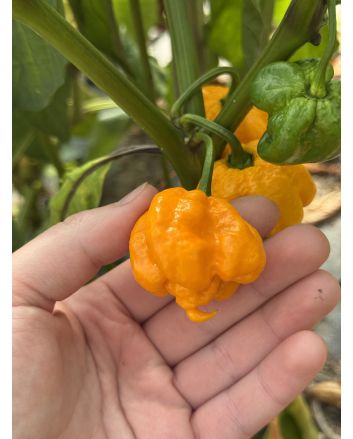 Hot Pepper '7 Pot Yellow' Seeds