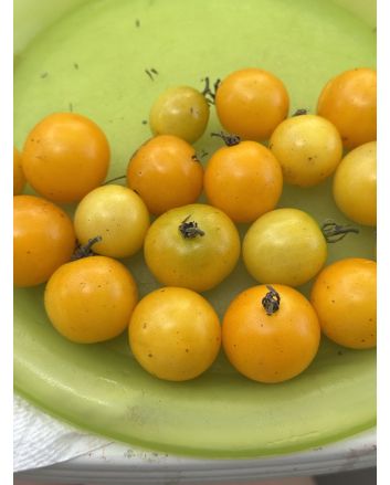 Dwarf Tomato 'Eagle Smiley' Seeds
