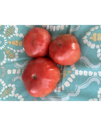 Tomato 'Three Fat Men' (Pink Variant) Seeds (Certified Organic)