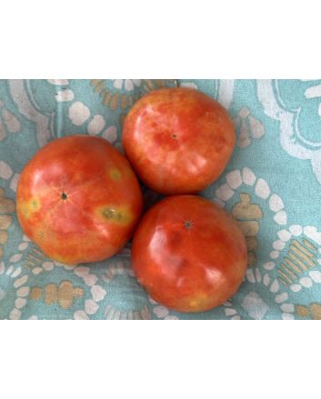 Tomato 'Three Fat Men' Seeds (Certified Organic)