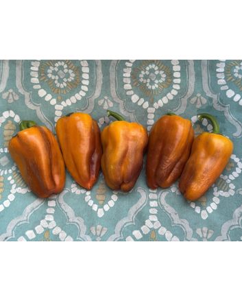 Sweet Pepper 'Blot' Seeds
