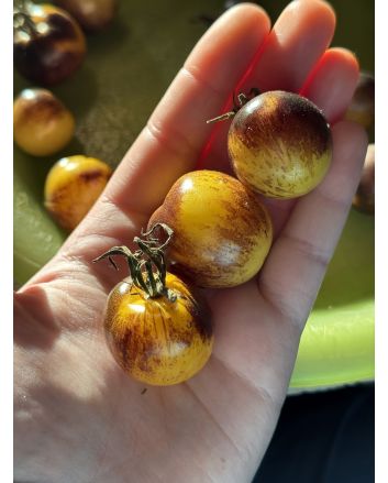 Tomato 'Blue Sun' Seeds