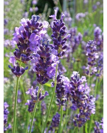 Lavender 'Vera'