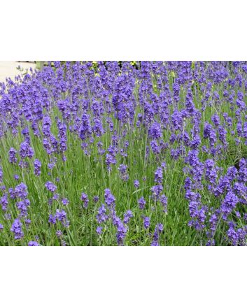Lavender 'Vera'