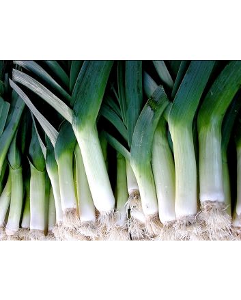 Leek 'Large American Flag'
