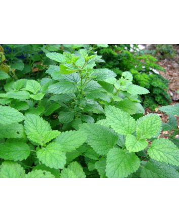 Lemon Balm
