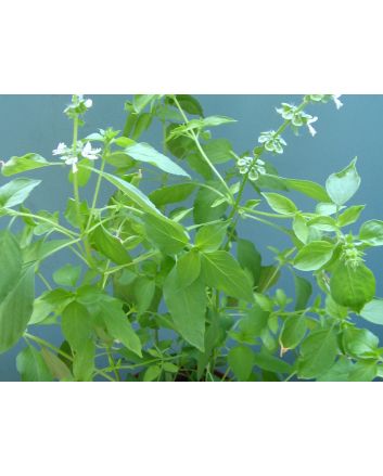 Basil, Lemon