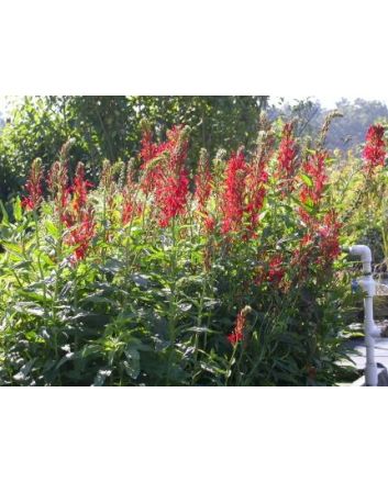 Cardinal Flower Seeds (Naturally Grown)