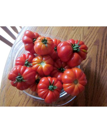Tomato 'Marmande' 
