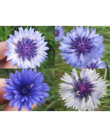 Bachelor's Button 'Classic Fantastic'