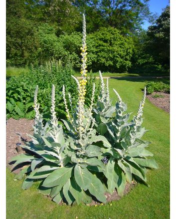 Common Mullein