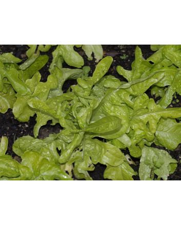 Lettuce 'Oakleaf'