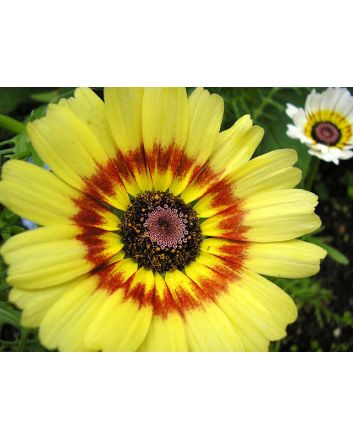 Tricolor Daisy Mixed Color
