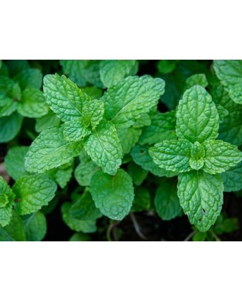Herb 'Peppermint' Plant (4" Pot)