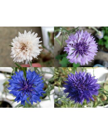 Bachelor's Button 'Polka Dot Mix'