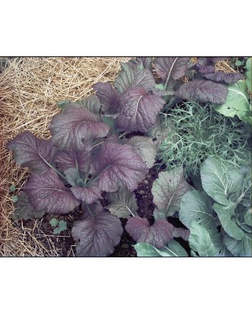 Broad-leaved Mustard 'Red Giant'