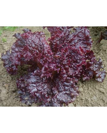 Leaf Lettuce 'Ruby Red' 