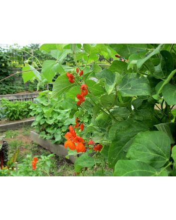 Scarlet Runner Bean