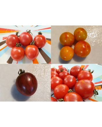 Tomato 'Sprinkles Mix' Seeds (Naturally Grown)