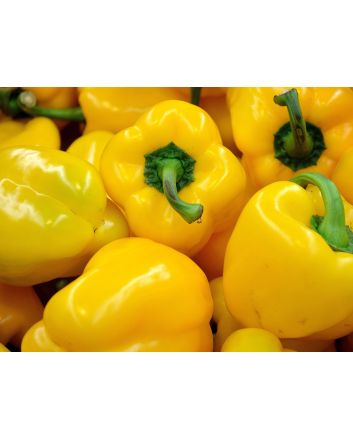 Sweet Pepper ‘Yellow Bell’ Seeds (Certified Organic)