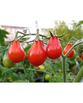 Tomato 'Red Pear'