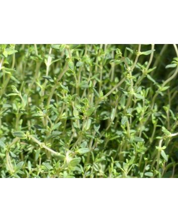 Thyme, Common