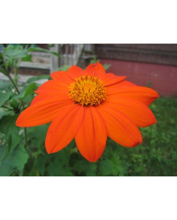 Mexican Sunflower 'Orange Torch' 