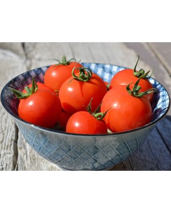 Tomato 'Matina' 