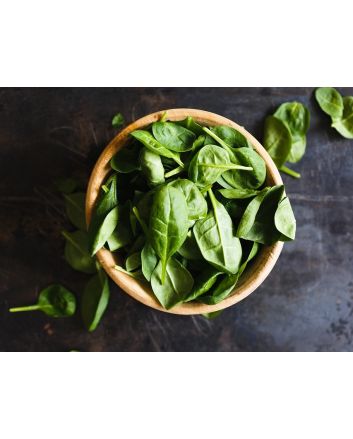 Sweet Basil, Common 