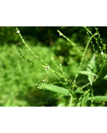 White Vervain Seeds (Naturally Grown)