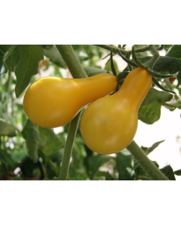 Tomato 'Yellow Pear'